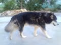 Yanko, Laika, Niko y Rocky