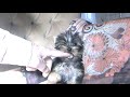 yorkshire terrier yorkshire terrier