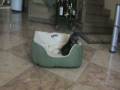videos de yorkshire terrier