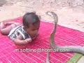 Toddler playing with king cobra