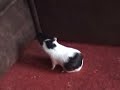 crazy grasshopper/jumping cavy crazy grasshopper/jumping cavy