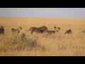 Lion Vs Hyenas in the Masai Mara Part 1
