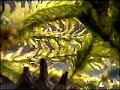 HIRUDO SALTANS - Dancing leeches