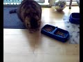 Cat only eats from the floor a Icon