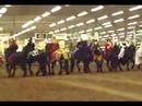 Royal Friesians of Kansas City Royal Friesians of Kansas City