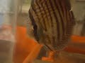 vitordiscus@gmail.com  wild discus from fdiferents rivers in Amazonia . They don´t have the true colour , because they just came last 2 days to the comunitys 
