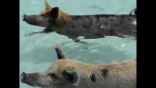 Swimming with Pigs in Exuma
