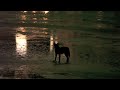 Click here to watch this video 2-22-10 Central Park Coyote