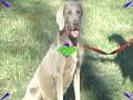 Weimaraner Rescue Dog Available at DarnFar.com