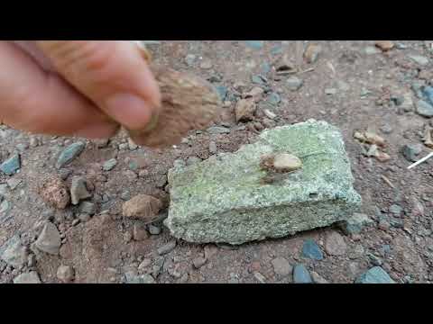 video-linktoworks-Cat Tick Removal