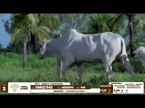 1� De Olho na Fazenda - Terra Nobre