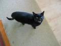 Meow Meow Meow Miiix