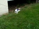 8/27/2008 Bunny Wabbit ! 2699 8/27/2008 Bunny Wabbit ! 2699