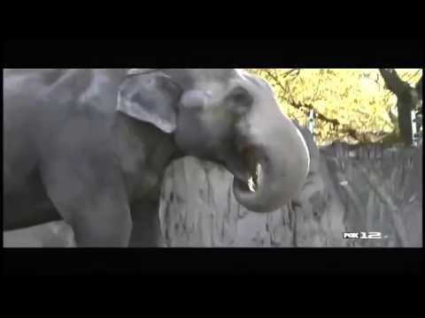 celebrates - Portland's Packy The Elephant Turns 52, Celebrates with 40-Pound Cake April 16, 2014 www.FreeBeacon.com.