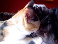 kitty-breast-massage.html