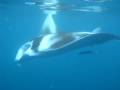 videos de Manta Ray in Taveuni, Fiji