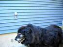 Wendy the Newfoundland