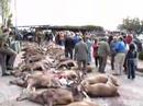 Monteria La Chapa 2005