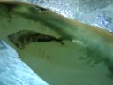 shark dive 2008