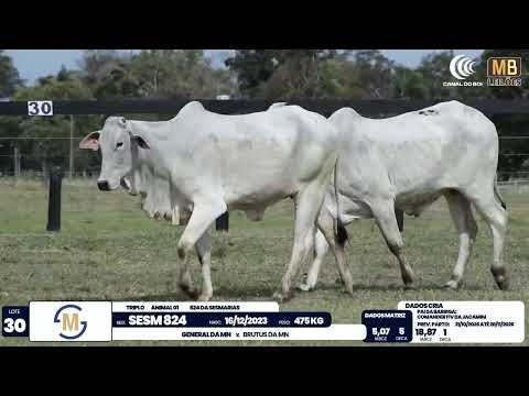 2� DE OLHO NA FAZENDA NELORE SESMARIAS