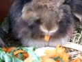 2 LION HEAD RABBITS EATING CARROTS 2 LION HEAD RABBITS EATING CARROTS