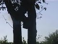 M80 vs Birdhouse