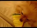 Pomeranian Music Video Pomeranian Music Video