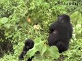 Mountain Gorillas Eating in the Trees, Congo