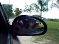 reverse-car-ride-into-palm-tree.html