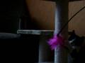 videos de Klein Kira, der Kratzbaum und sein pinker Puschel XD