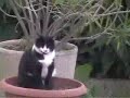 Gatto Gatto