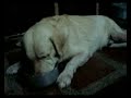 my super lazy & perpetually ravenous lab, YOGI (nov 2008)