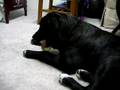 Roxy-Chew