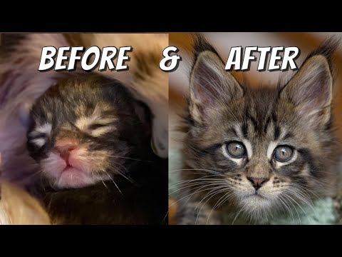 Learn How Maine Coon Kittens Grow | 0 - 10 weeks day by day.