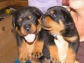 DOL ROTTIES!! DOL ROTTIES!!