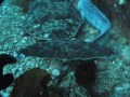 diving-in-lesund-norway-xmas-2007-.html
