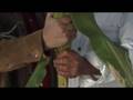 videos de Pepe Calzada Segundo Informe Legislativo