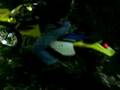 videos de TROCHA DR Z250 SEVILLA