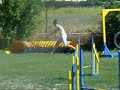 Cikk-Cakk 2008.06.14.IMCA final agility I.