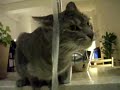 Pisicile si apa/Cats and water/Katzen und wasser.