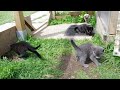 Click here to watch this video La portée de Kawah!