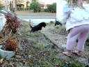 Goldendoodle Puppies for sale 12-5-08 Goldendoodle Puppies for sale 12-5-08