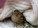 vogeltje weer bij gekomen