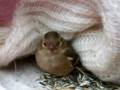 videos de vogeltje weer bij gekomen