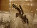 Avicularia versicolor male loading papal bulbs
