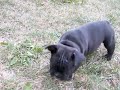 7 week old French Bulldog puppy