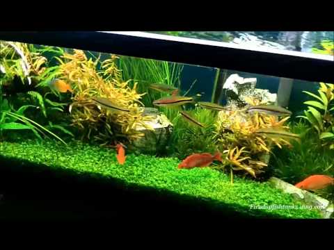 how to fertilize aquarium plants
