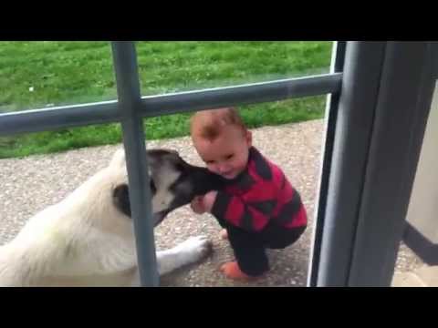kangal