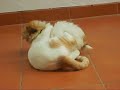 Shih Tsu Puppy and Older Cat Playing?