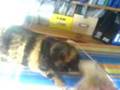 kitty miepie